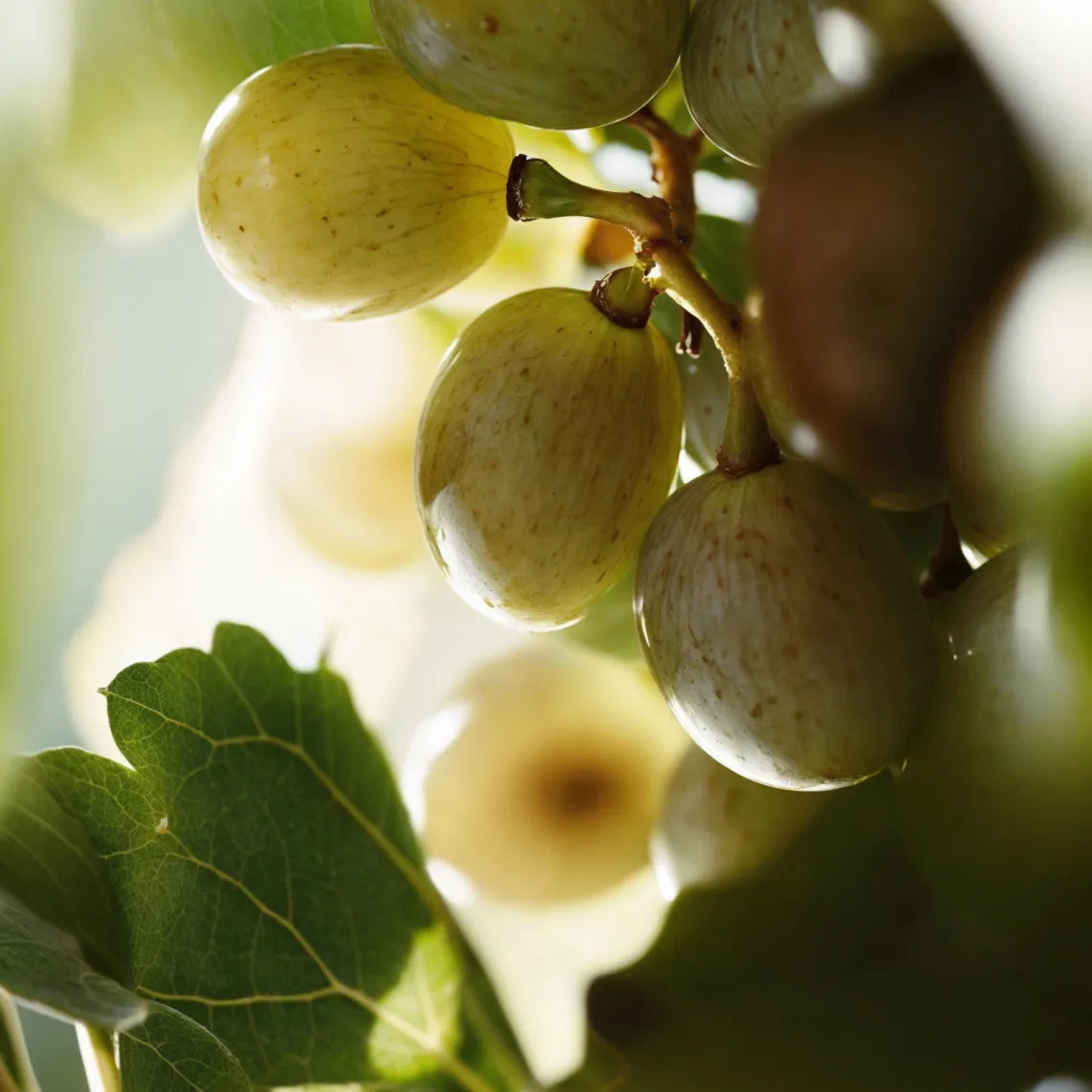 Closeup Shot of grape vine