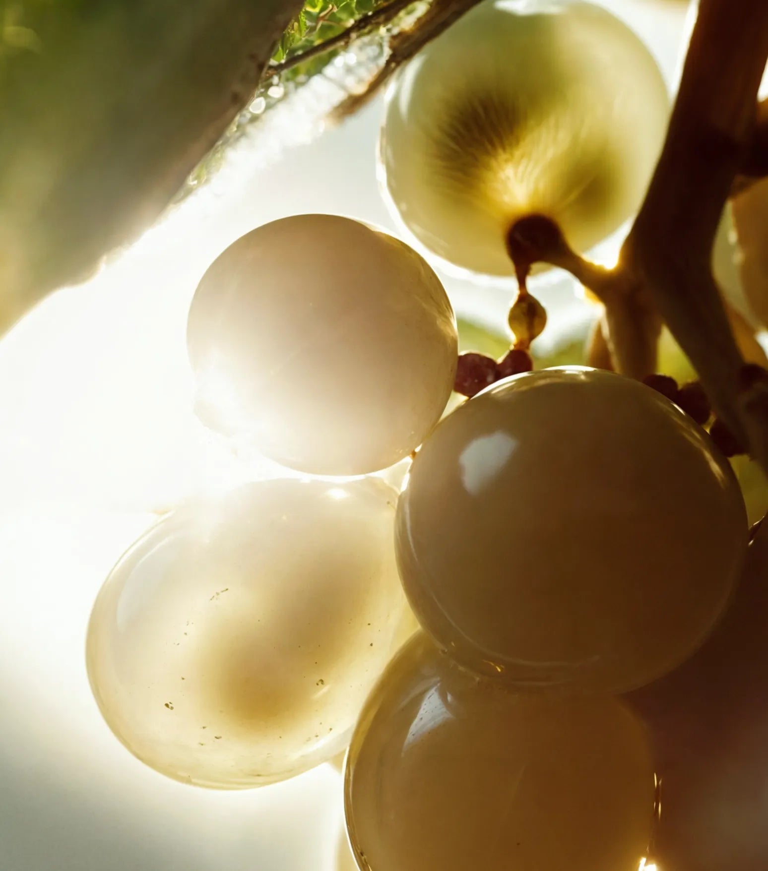 Sunlight glistening on grapes